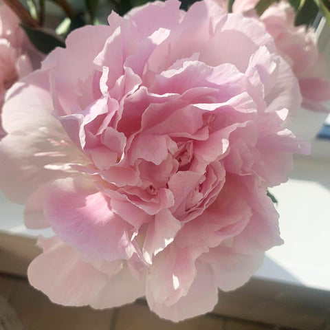 Peony - Alerti 50cm - 10 stems