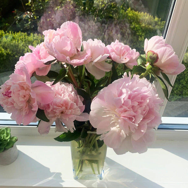 alerti peony pink blush wedding flowers