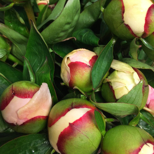 wholesale pink peony for sale now