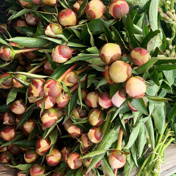 buy alerti online wholesale 10 stems