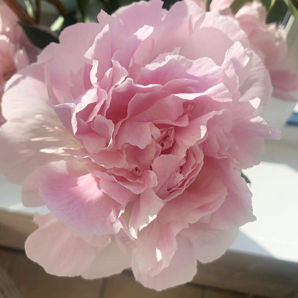 pink peony online sustainable florist