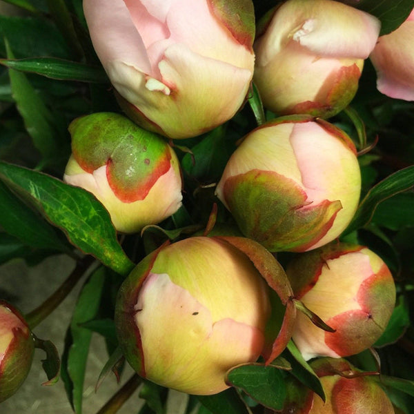 pink spalding florist peony UK grown