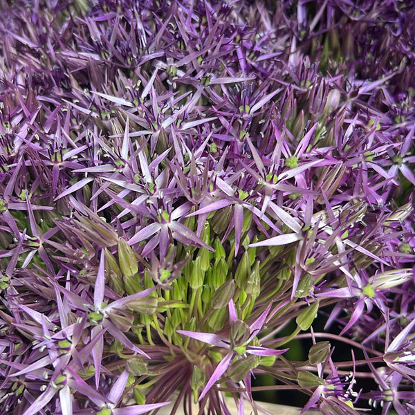 Close up of Allium Christophii (Star of Persia) with purple star-shaped florets