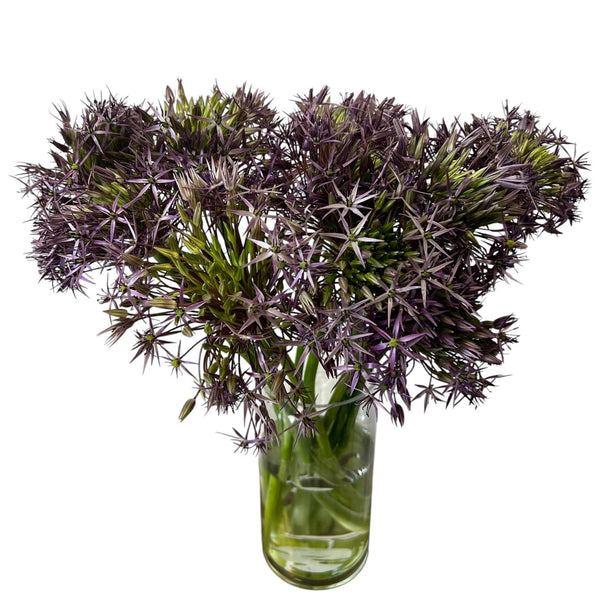 Allium Christophii arranged in a vase showing spherical purple blooms