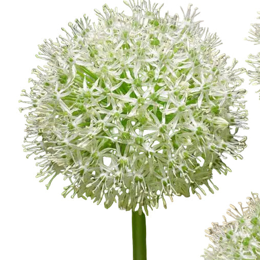Close-up of a green allium flower on a white background