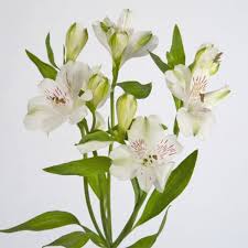 IMPORT - Alstromeria Virginia  -  White  x 10 stems