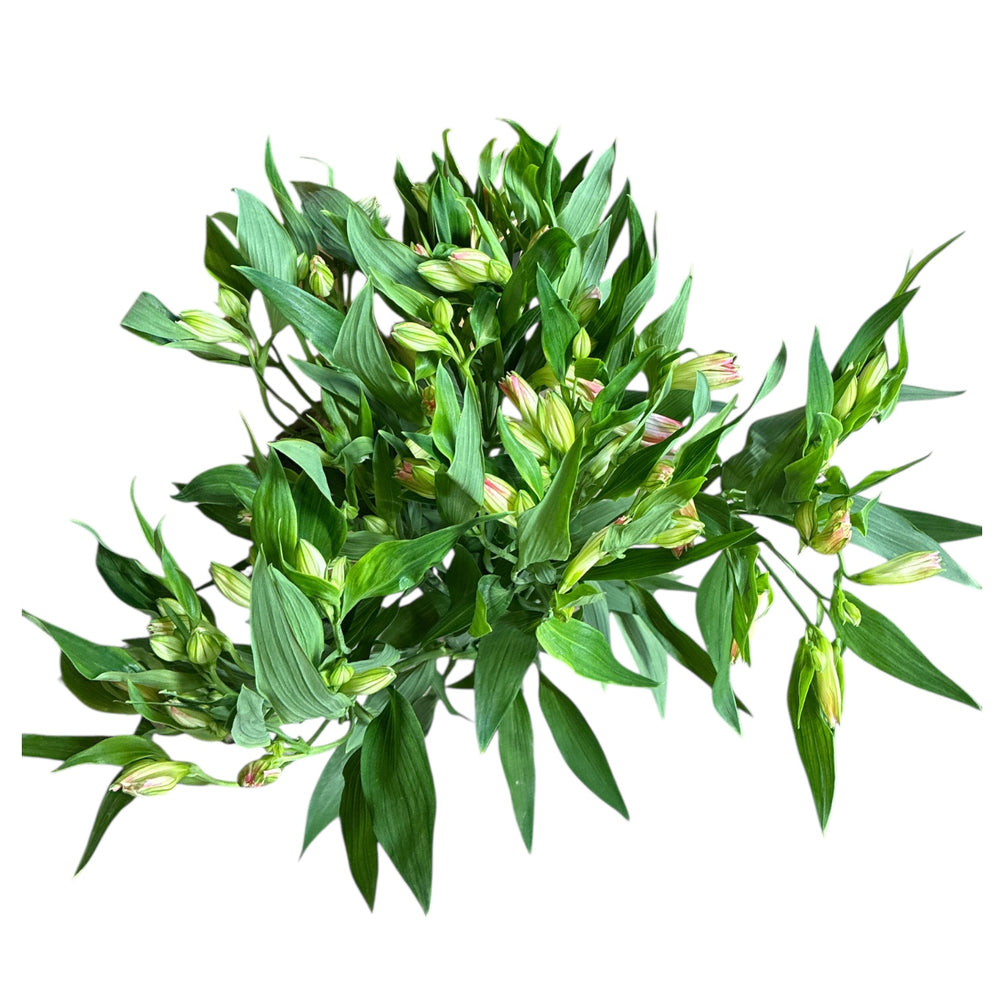Bouquet of green leaves and Alstromeria Cornish Stem Grade in Pale Pink on a white background