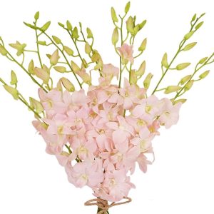 TROPICALS - Dendrobium Apricot / Pale Pink  x 5 stems