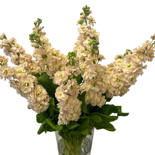 A vibrant bunch of apricot-colored Premium Grade scented stocks, featuring warm peachy tones and architectural, flower-heavy spikes.