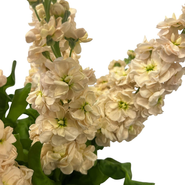 Close-up of apricot scented stock blossoms, showing the delicate sunset-orange hues and ruffled, velvety petals in high detail.