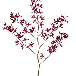 TROPICALS - Aranthea Red x 5 stems