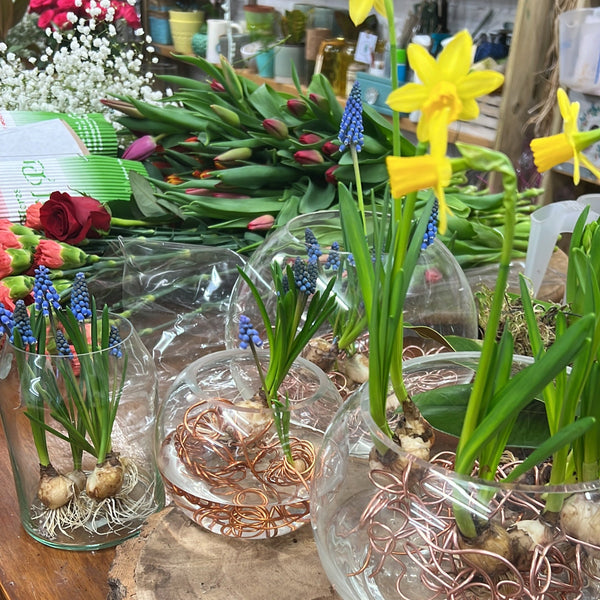 on the bulb tete a tete muscari daffodil