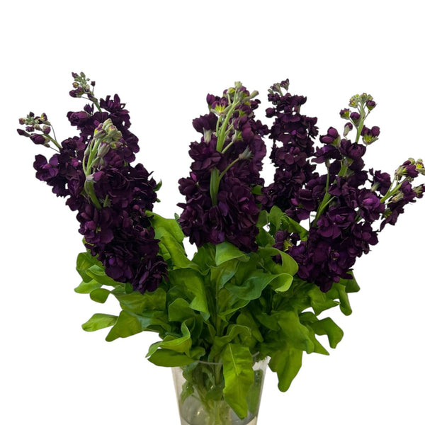 A dramatic display of deep aubergine Premium Grade scented stocks, featuring dark, velvety plum-colored flower spikes and lush foliage.
