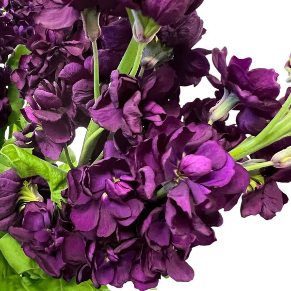 Close-up of rich aubergine scented stock blossoms, highlighting the intense dark purple pigment and the dense, ruffled texture of the premium petals.