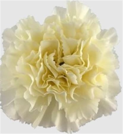 IMPORT - Fancy Carnation - Cream Rodas x 10 stems