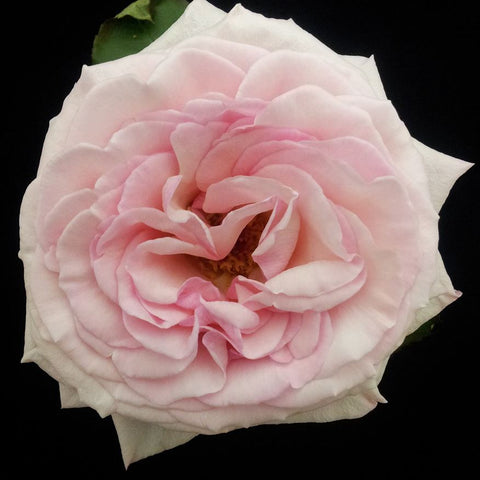 IMPORT GARDEN ROSE-Pink O'hara- 50cm 25 stems