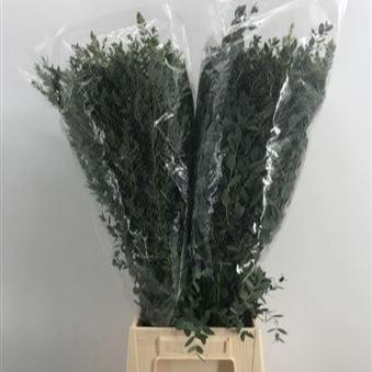 IMPORT -  Eucalyptus Parvifolia 65cm