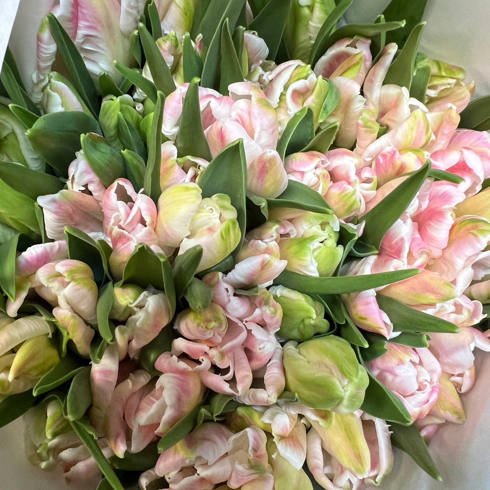 Tulip - Cabanna Parrot- Bundle of 50 stems