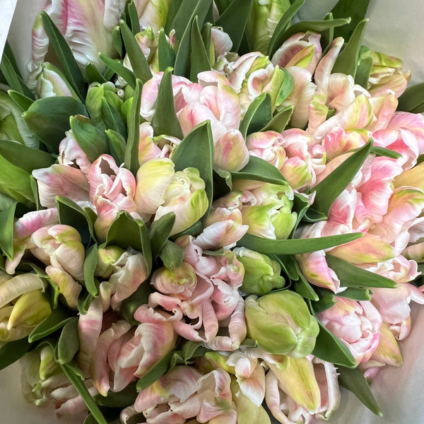 Tulip - Cabanna Parrot- Bundle of 50 stems