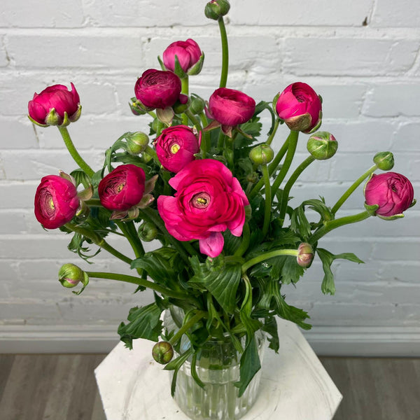 Ranunculus 40cm -Cerise- Bunch of 10 stems