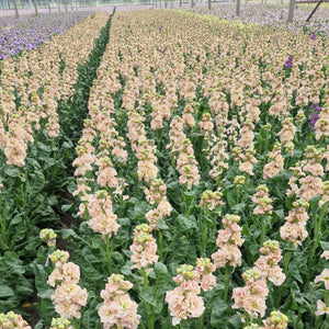 uk norfolk apricot scented stocks 