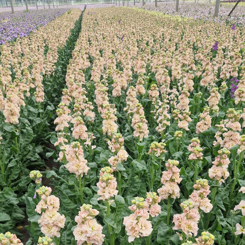 uk norfolk apricot scented stocks 