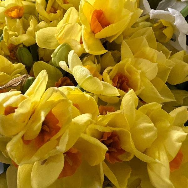 Narcissi - Isles of Scilly - Yellow Hugh Town - 100 stems 40-42cm