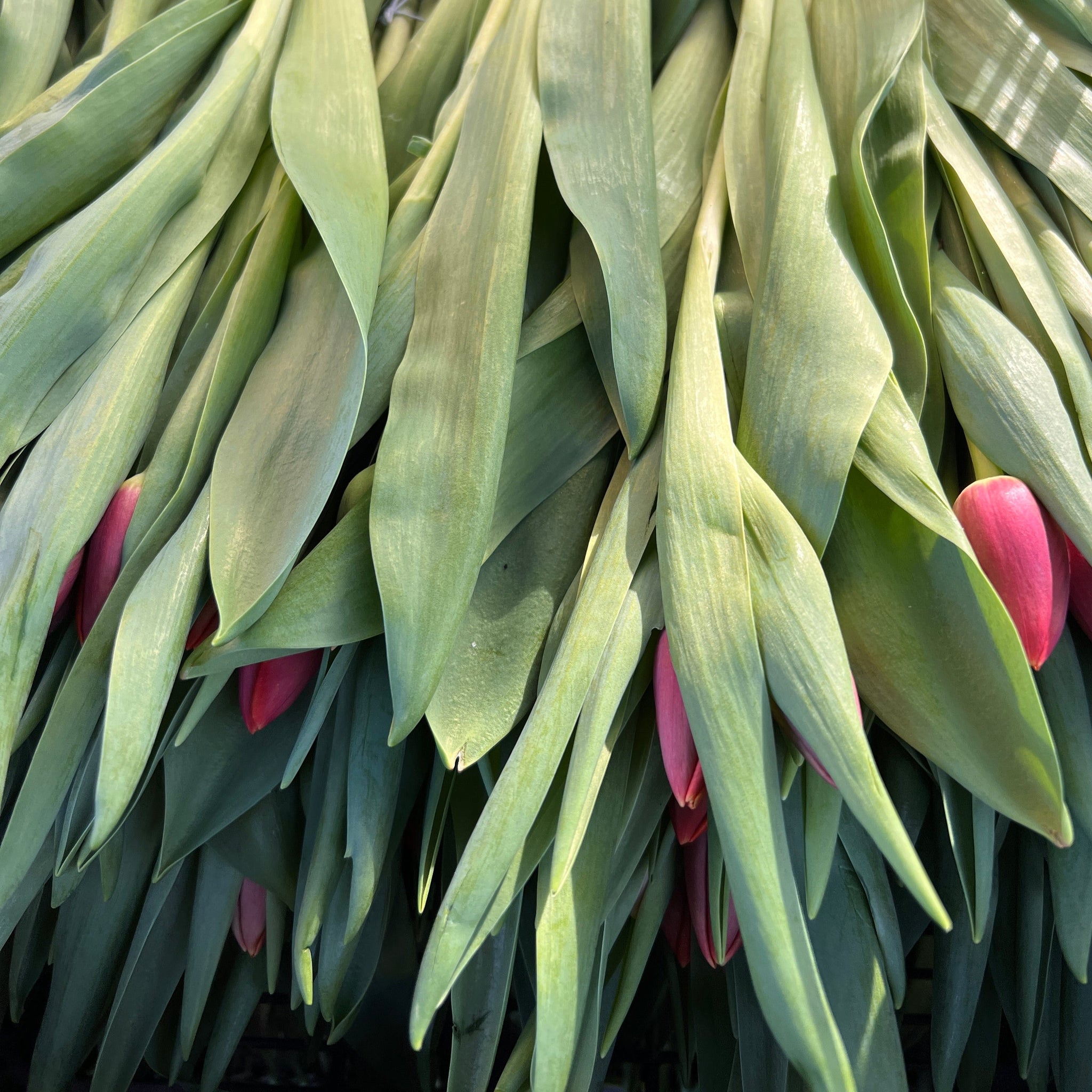Tulip - Single Red/Pink Kung Fu- 8 stems