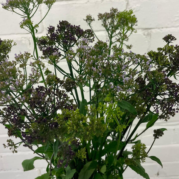 Trachelium- Bunch of 10 stems