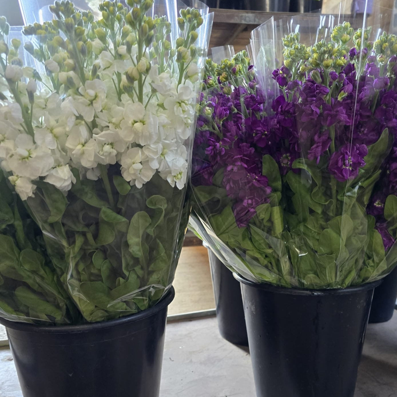 Scented Stocks-Standard Grade-10 stems-WHITE
