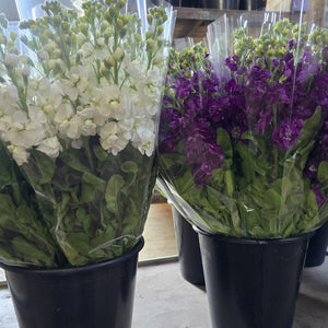 Scented Stocks-Standard Grade-10 stems-WHITE