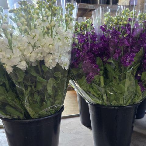 Scented Stocks-Standard Grade-10 stems-WHITE