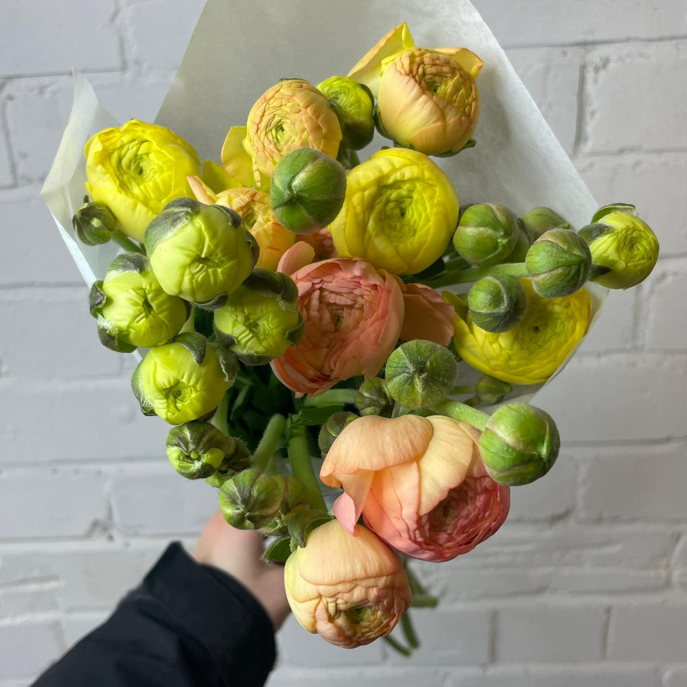 yellow pink norfolk ranunculus 
