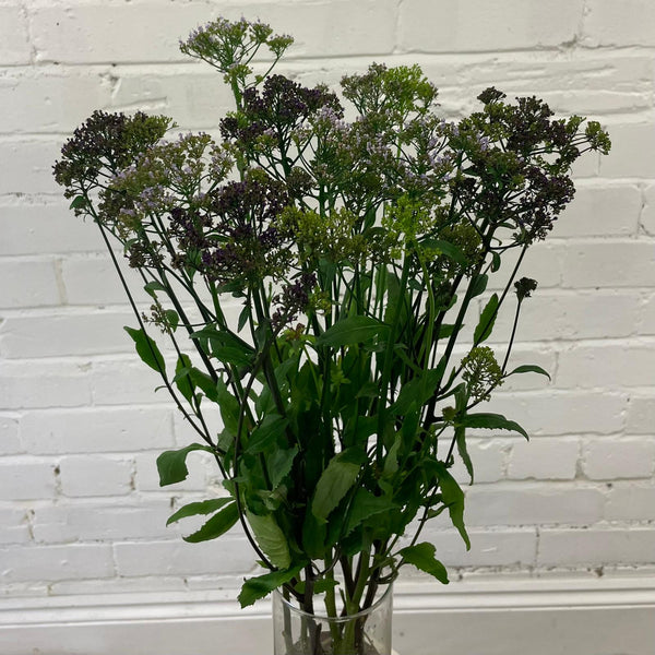 Trachelium- Bunch of 10 stems