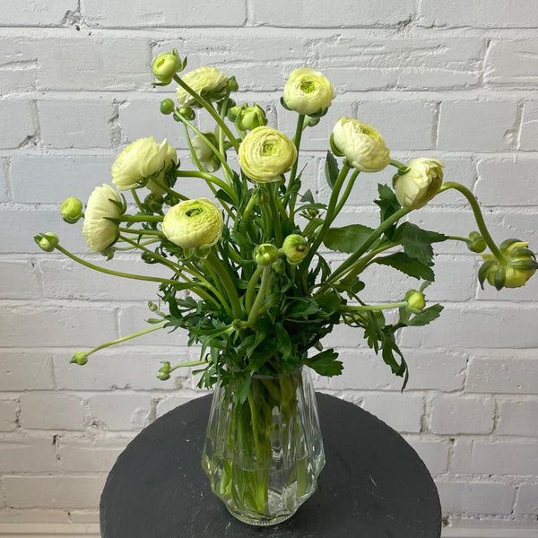 Ranunculus 40cm -Cream- Bunch of 10 stems