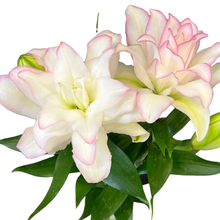 Floristry - Rose Lilies Simply Stems