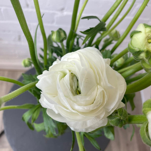 Ranunculus 40cm -White- Bunch of 10 stems