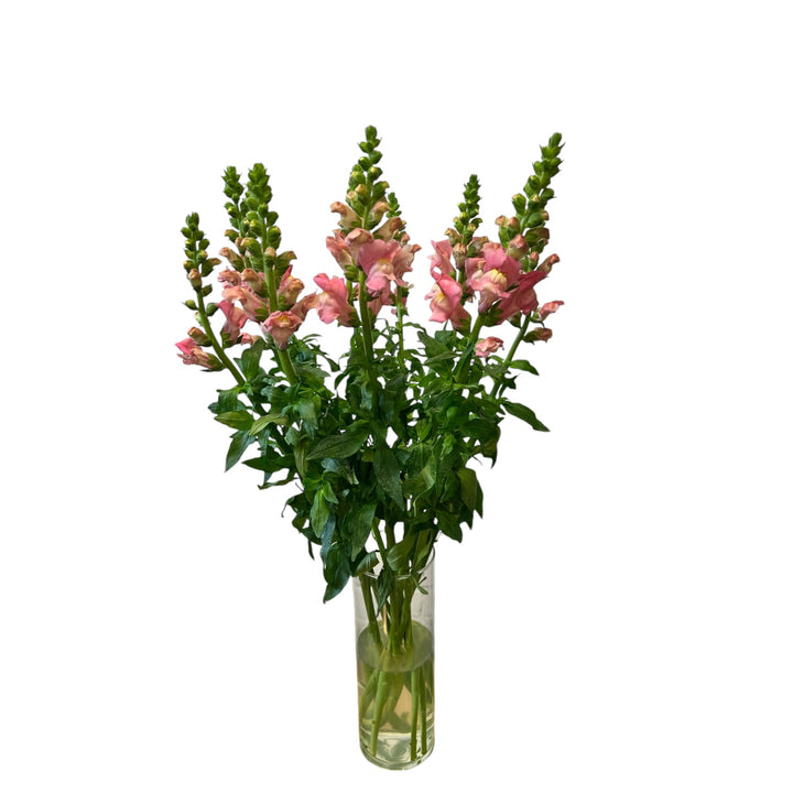 Antirrhinum - Pink x 10 stems