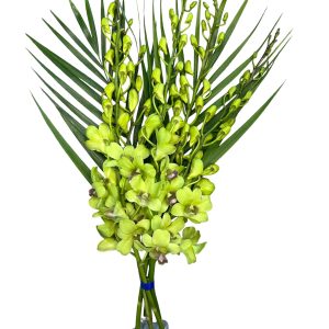 TROPICALS - Dendrobium Green  x 5 stems