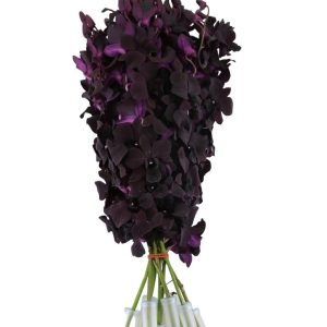TROPICALS - Dendrobium Black Beauty x 5 stems