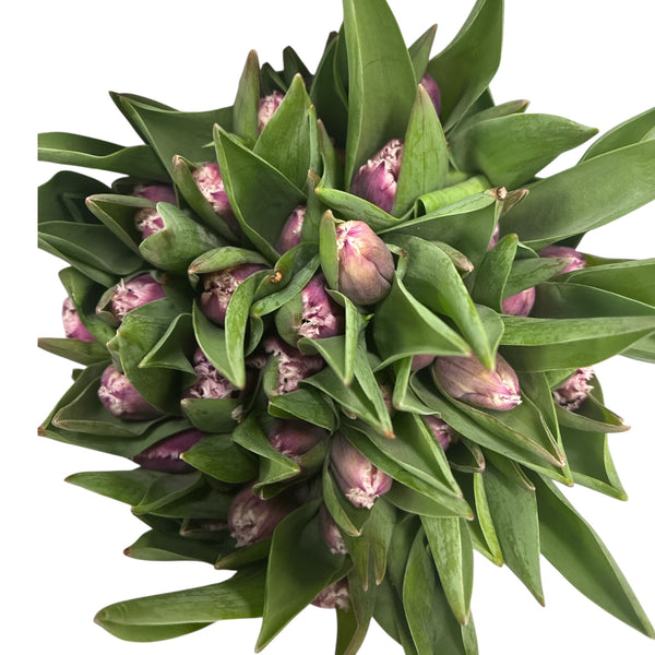 Bouquet of green tulips with pink buds on a white background