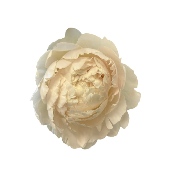 buy bowl of cream peony online UK grown