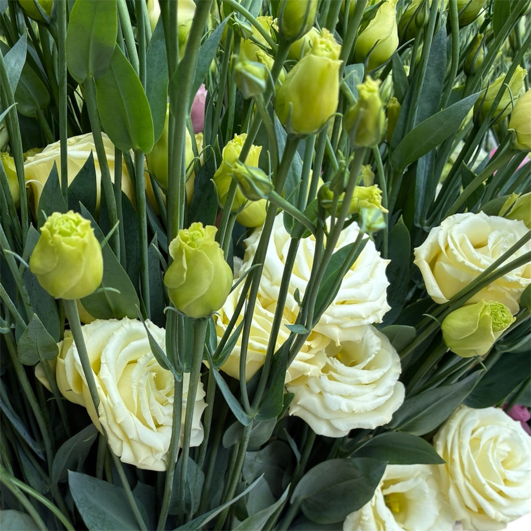 Close-up detail of cream lisianthus blooms growing on stems in a Lincolnshire field, featuring delicate ivory petals and fresh green buds.