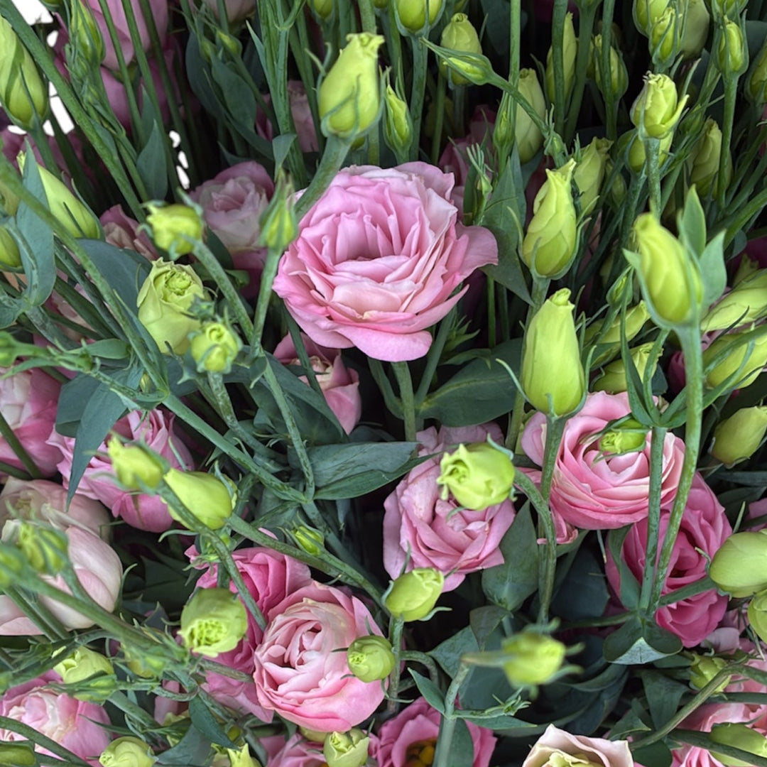 Vibrant British-grown Rosita Pink double Lisianthus stems with ruffled pink petals and buds, cultivated in Lincolnshire fields