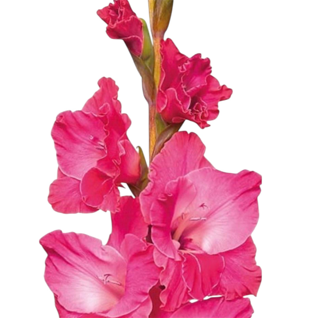 A bunch of tall, fresh British-grown Mid Pink Gladioli stems from Lincolnshire with green spikes and soft pink bud tips.