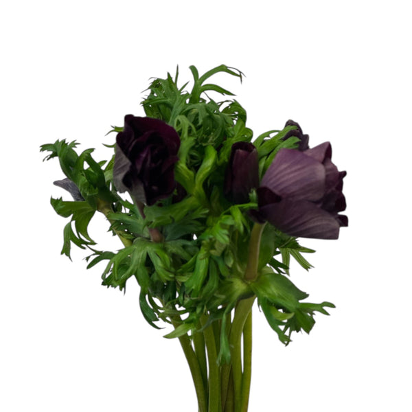 dark burgundy blooms UK sustainable bulk order 