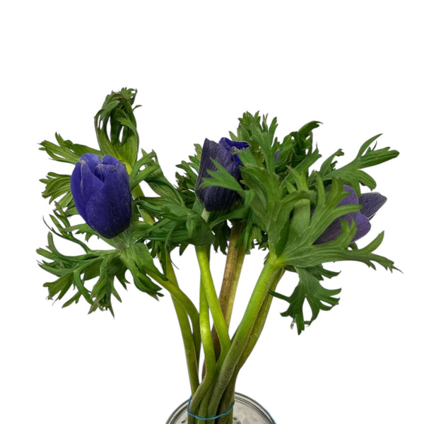 purple blue anemone UK grown bouquet flowers