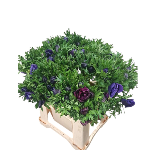 British grown purple anemone stems, UK grown in Norfolk, wholesale winter flowers