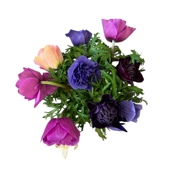 wholesale british anemone bunch for florists and creatives