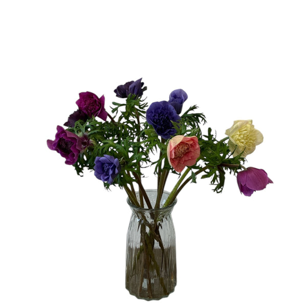buy norfolk, UK grown anemones online. Spalding Florist wholesaler